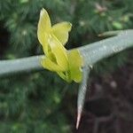 Citrus trifoliata Blad