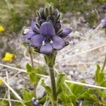 Veronica bellidioides Fula