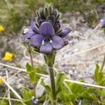 Veronica bellidioides Blomst