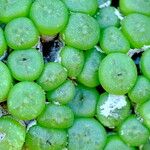 Conophytum ectypum Leaf