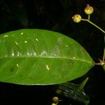 Faramea occidentalis Frunză