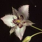 Calochortus lyallii Fleur