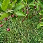 Malus hupehensis Fruit