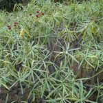 Euphorbia lamarckii Hoja