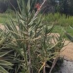 Aloe arborescens Costuma