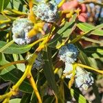 Eucalyptus globulus Lubje