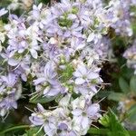 Veronica brachysiphon Flower