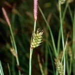 Carex punctata Fruitua