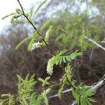 Acacia ataxacantha Květ