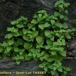 Parietaria lusitanica عادت داشتن