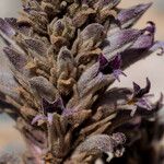 Orobanche cooperi عادت داشتن