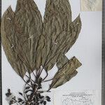 Daphniphyllum himalense Nyingine