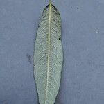 Salix viminalis Hoja