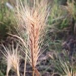 Elymus canadensis 葉