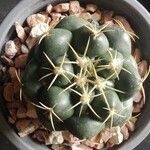 Coryphantha elephantidens Ліст