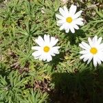 Argyranthemum haouarytheum Yaprak