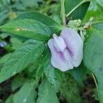 Centrosema virginianum Flower