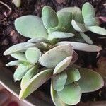 Crassula cotyledonis Leaf