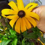 Rudbeckia fulgidaКветка