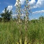 Himantoglossum adriaticum Habit