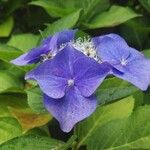 Hydrangea macrophylla花