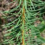 Pultenaea stipularis Leaf