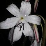 Crinum mooreiFloare