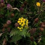 Tanacetum vulgareFlower