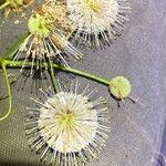 Cephalanthus occidentalis Fruit