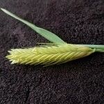 Triticum monococcum برگ
