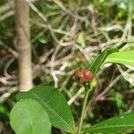 Excoecaria madagascariensis Frucht