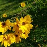 Helianthus salicifoliusFlors