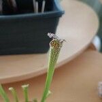 Sarracenia leucophylla 葉