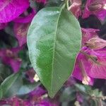 Bougainvillea glabra Feuille