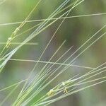 Stipa juncea autre