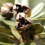 Cossinia trifoliata Meyve