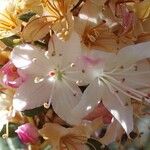 Rhododendron pubescens Flor