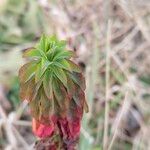 Euphorbia hirsuta Foglia