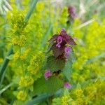 Lamium hybridumFlower