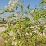 Moringa oleifera Plante entière