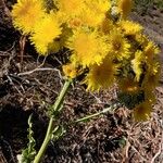 Sonchus acaulis