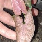 Syngonium podophyllum Liść