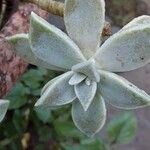 Graptopetalum paraguayense Feuille