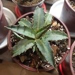 Agave lophantha Листок