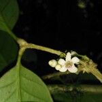 Schlegelia parviflora Blomma