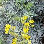Ruta chalepensis Hábito