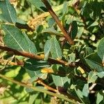 Salix caesia Bark