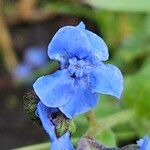Cynoglossum amabile Λουλούδι