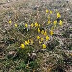 Linaria spartea Habit