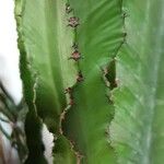 Euphorbia abyssinica Hoja